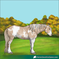 Horse Color:White Spotted Red Dun Sabino Rabicano Brindle