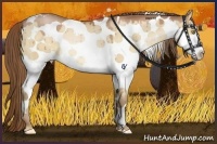 Horse Color:White Spotted Bay Pearl Dun Tobiano Rabicano