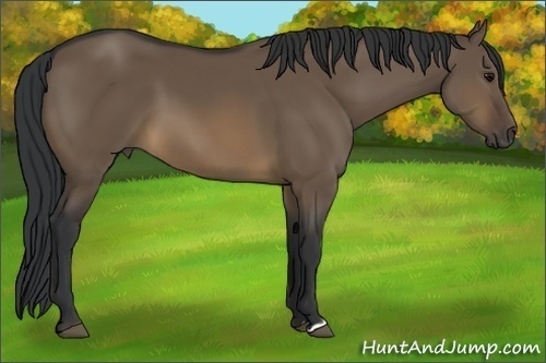 Horse Color:Brown Dun 