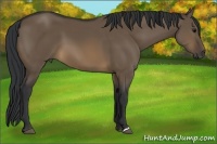 Horse Color:Brown Dun