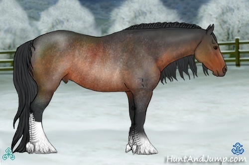 Horse Color:Brown Rabicano 