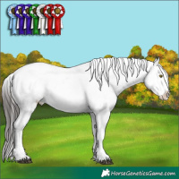 Horse Color:White Spotted Liver Chestnut Appaloosa 