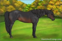 Horse Color:Brown 