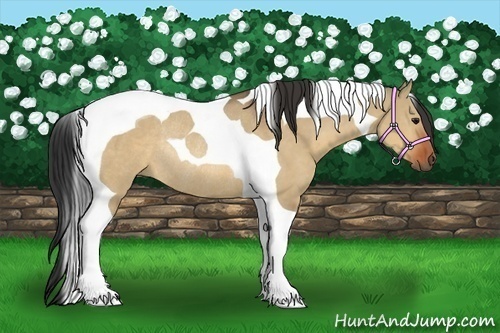 Horse Color:Bay Dun Tobiano Rabicano 