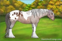Horse Color:Brown Sabino Tobiano Blanket 