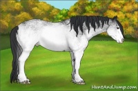 Horse Color:White Spotted Black Rabicano 
