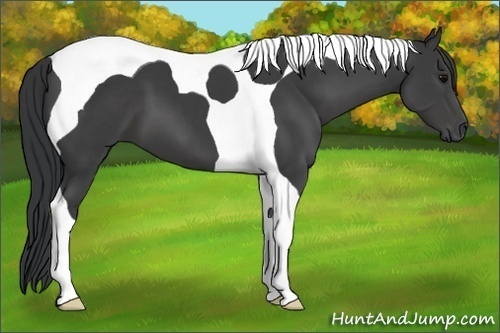 Horse Color:Black Tobiano