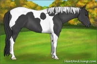 Horse Color:Black Tobiano 