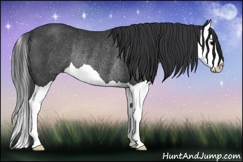 Horse Color:Black Splash Rabicano 