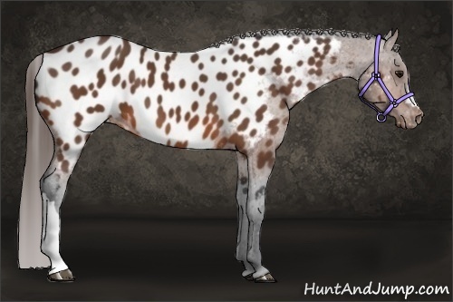 Horse Color:Bay Near Leopard
