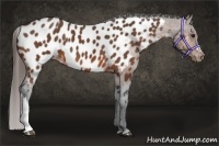 Horse Color:Bay Near Leopard 