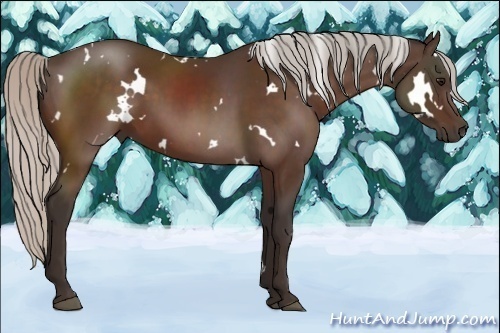 Horse Color:White Spotted Silver Bay 