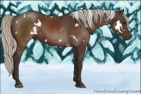 Horse Color:White Spotted Silver Bay 