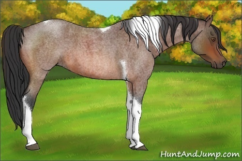 Horse Color:Bay Roan Tobiano 
