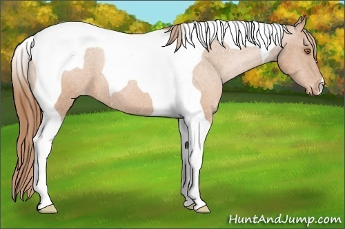 Horse Color:Brown Pearl Tobiano Varnish 