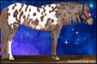 Horse Color:Liver Red Roan Appaloosa 