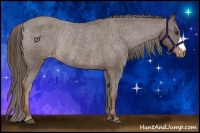 Horse Color:Liver Chestnut Appaloosa Rabicano