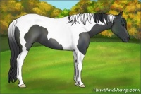 Horse Color:Black Tobiano 