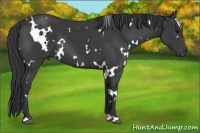 Horse Color:White Spotted Black 