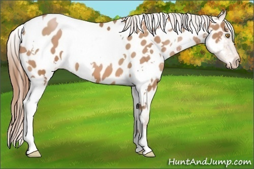 Horse Color:White Spotted Bay Pearl Appaloosa 