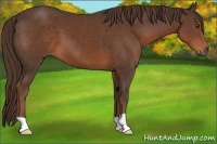 Horse Color:Liver Chestnut 