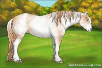 Horse Color:White Spotted Gold Champagne