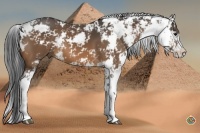 Horse Color:Buckskin Sabino 