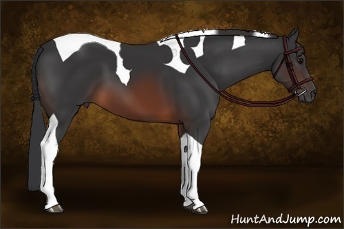 Horse Color:Brown Tobiano