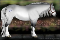 Horse Color:Silver Bay Chinchilla 