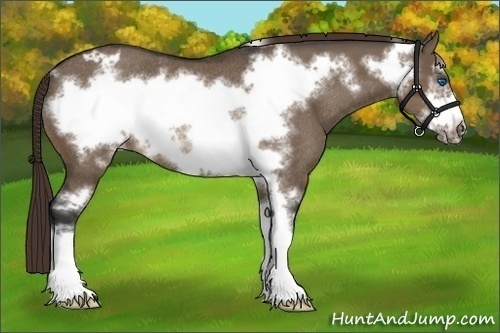 Horse Color:Brown Dun Frame Appaloosa Rabicano