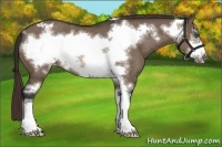 Horse Color:Brown Dun Frame Varnish Rabicano