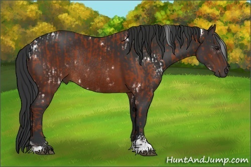 Horse Color:White Spotted Bay  and Brown Sabino Rabicano 