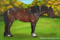 Horse Color:White Spotted Bay and Brown Sabino Rabicano