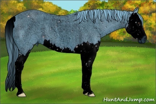 Horse Color:ERROR: UNKNOWN ANOMALY