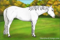 Horse Color:Chocolate Palomino Appaloosa 