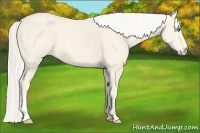 Horse Color:Cremello 