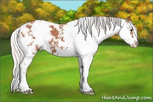 Horse Color:Silver Bay Sabino 