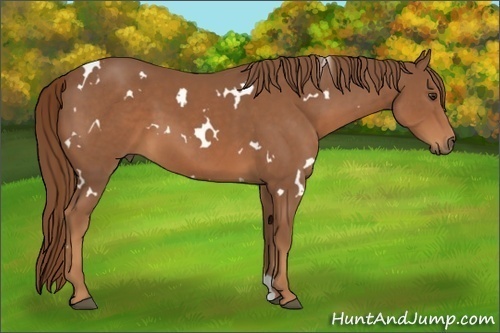 Horse Color:White Spotted Chestnut 