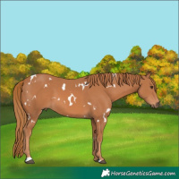 Horse Color:White Spotted Chestnut