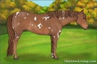Horse Color:White Spotted Chestnut 