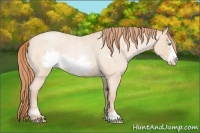 Horse Color:Buckskin Roan Pearl Sabino Frame 