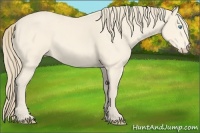 Horse Color:Perlino 
