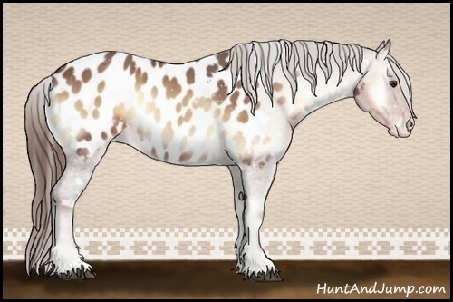 Horse Color:White Spotted Red Onyx Appaloosa 