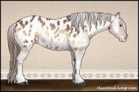 Horse Color:White Spotted Red Onyx Appaloosa 