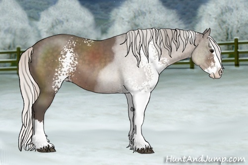 Horse Color:White Spotted Silver Black Sabino Splash