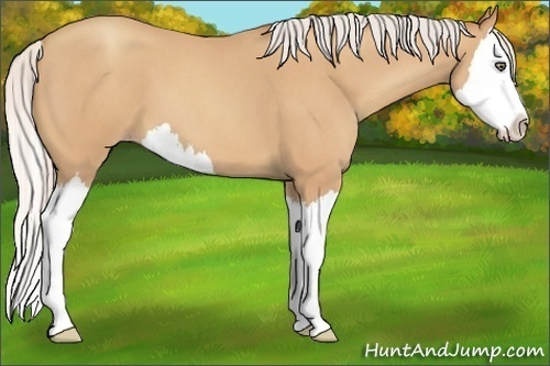 Horse Color:Silver Amber Champagne Roan Sabino Splash 