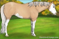 Horse Color:Silver Amber Champagne Roan Sabino Splash 