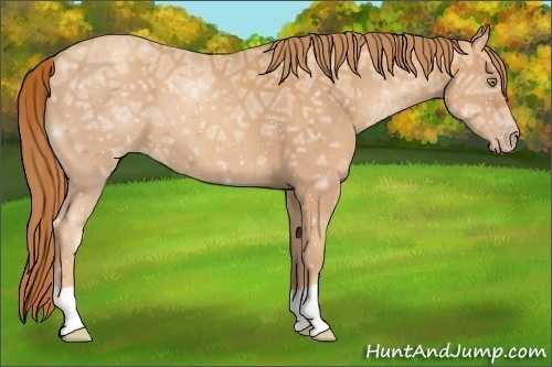Horse Color:Gold Champagne Ice 