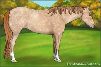 Horse Color:Gold Champagne Ice 