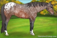 Horse Color:Bay Ice Appaloosa 